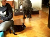 Cane corso meets french bulldog puppy