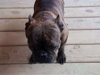 Chili, the singing French Bulldog