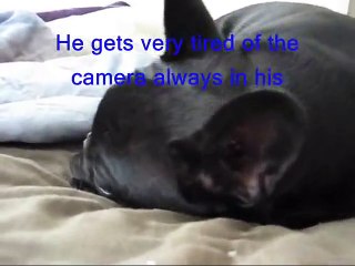 Cranky French Bulldog