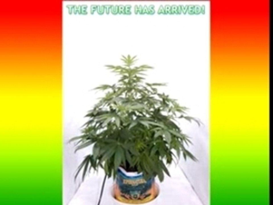 Canna growing fast