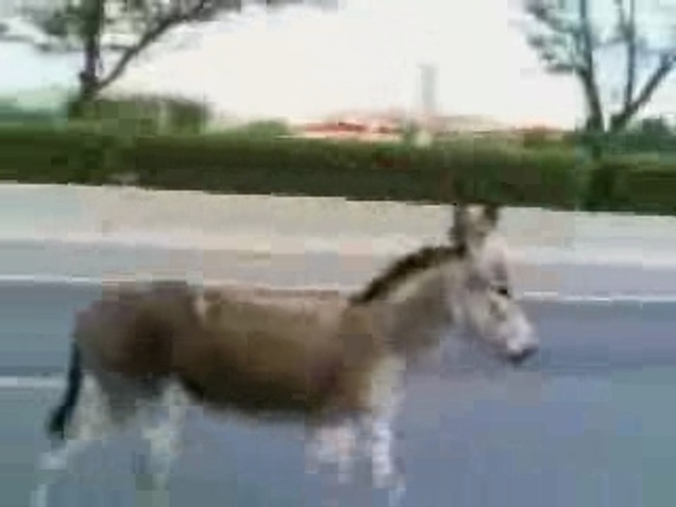 Turbo Donkey