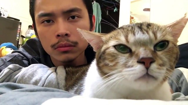 Ce chat est super fan de Drake et de son tube Hotline Bling