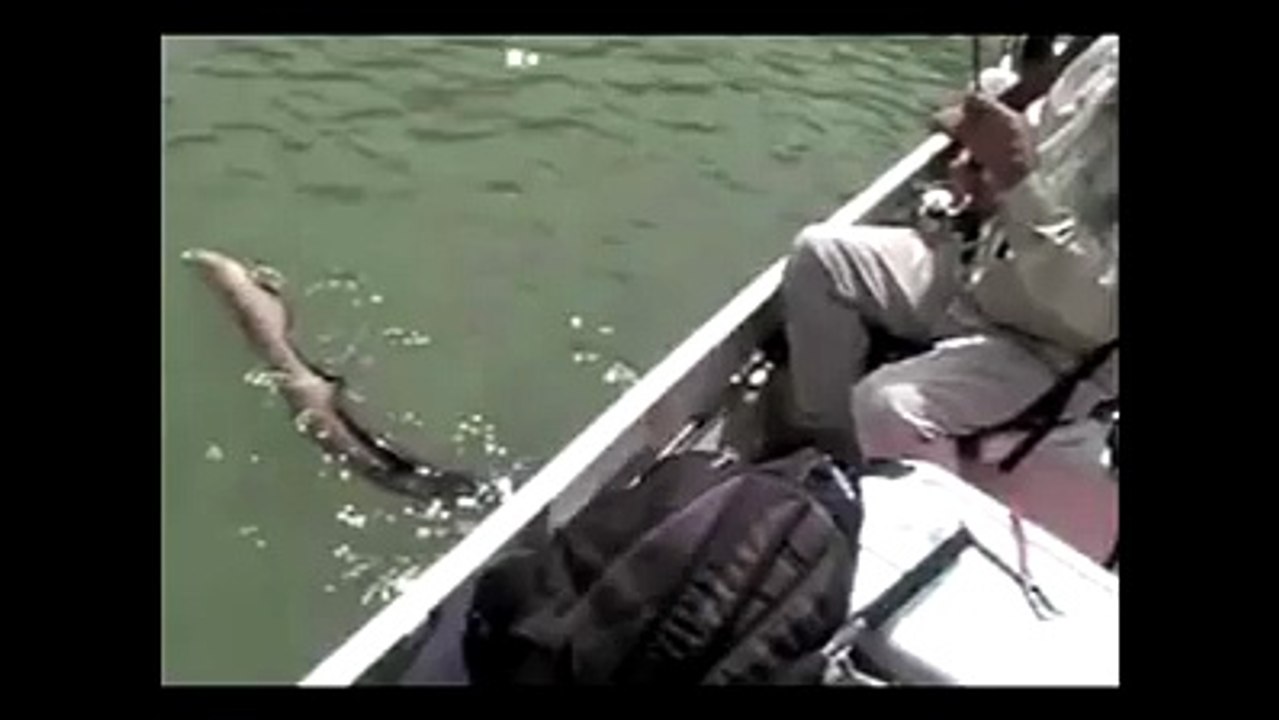 Snake caught from fields