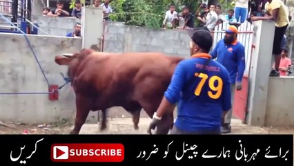 Dangerous Cow Qurbani | Professional Qasai 2016 | 2017 | Funny Video