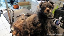 Des volontaires trouvent une chienne dans un piteux état. Ils l'ont tondu et le résultat est bluffant !