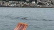 Dolphins Gang Up on Harbor Porpoise