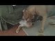 Pit Bull Puppy Play Fights With Big Pit Bull Pal