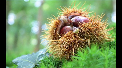 Vanni Chieffo ,l'irpinia ed il suo cane.