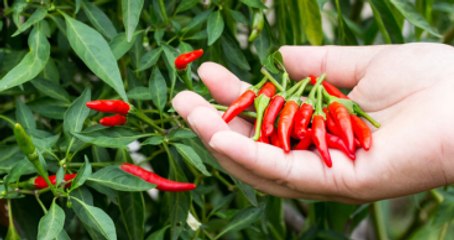 Acı Biber Yiyen Adamın Boğazı Delindi