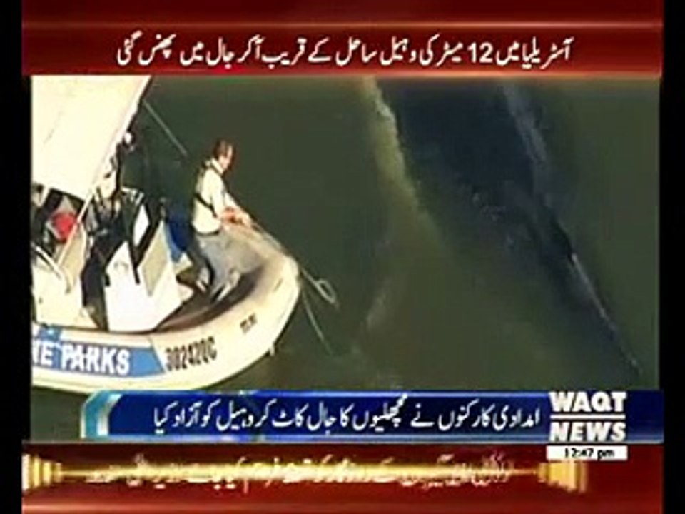 ‫آسٹریلیا میں 12 میٹرکی وہیل ساحل کے قریب آ کرمچھلیاں پکڑنے والے جال میں پھنس گئی‬ - YouTube