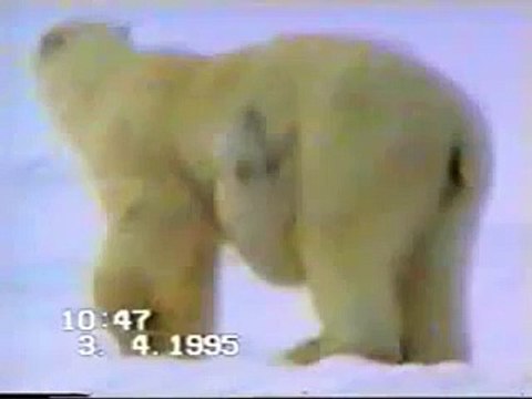 Медвежонок попал в ловушку, и даже мама не могла его спасти. Но вдруг появились они…