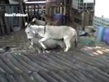 Funny Video - Donkey riding sheep