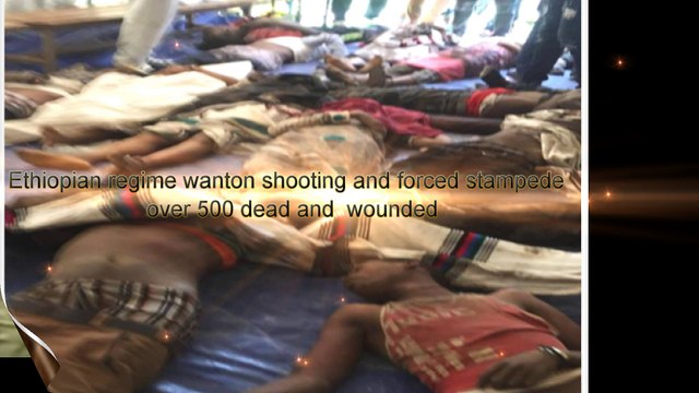 Ethiopian regime wanton shooting and forced stampede over 500 dead and wounded