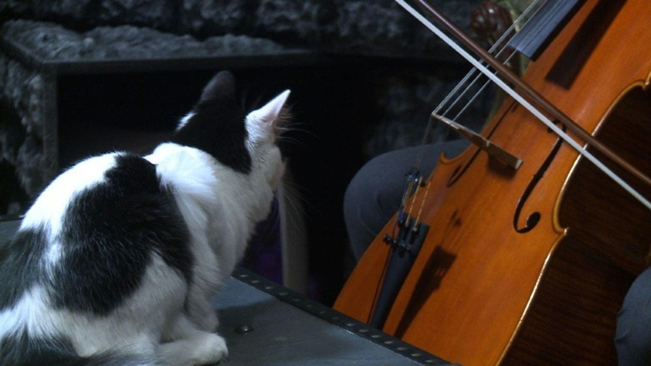 Pour calmer vos matous, un violoncelliste leur crée un album