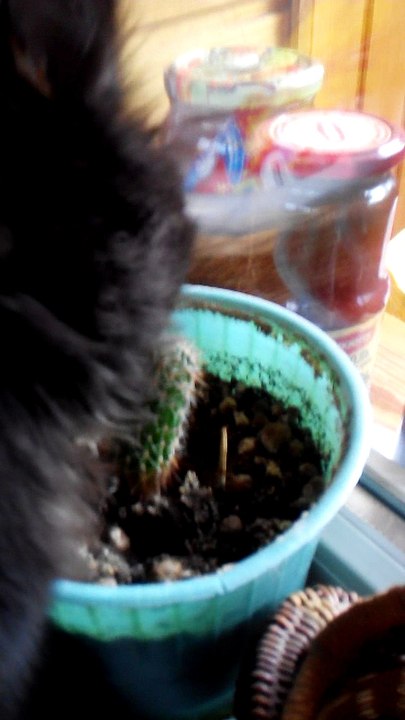 Cat Eats Cactus