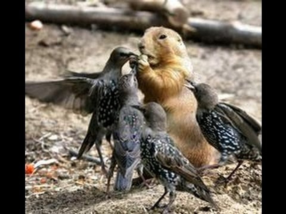 MOST AMAZING ANIMAL IN THE WORLD | WHAT A SOCKING VIDEO OF CAMERA