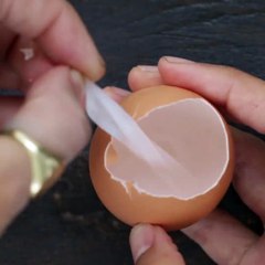 Planter des graines dans un oeuf