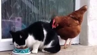 CAT AND HEN FUNNEY MOMENTS