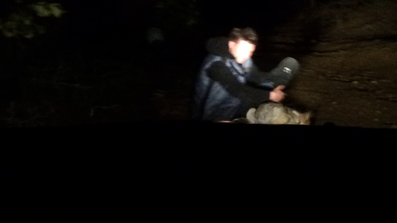 A rummy, a pooch, and an insane laughter