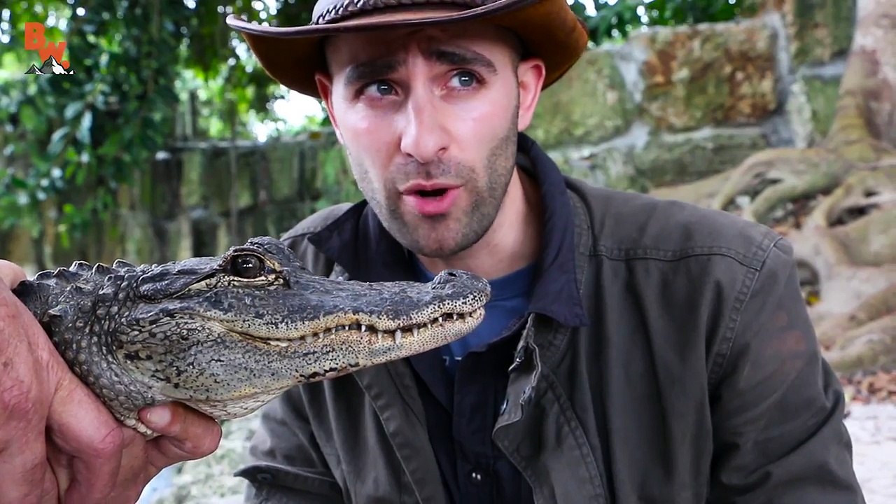 Il se laisse piquer par une "Tarantula Hawk"