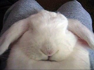 Snoring Bunny | Videos Global