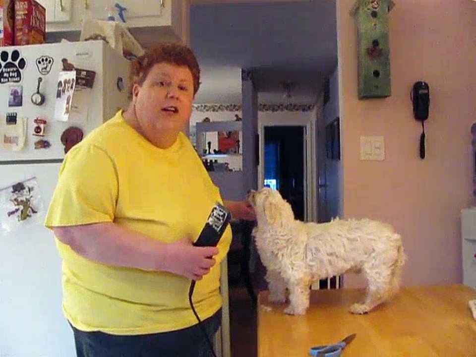 the lee dy touch celebrity pet hairstylist... | Videos Global