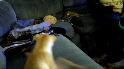 Chihuahua mix plays with laser | Videos Global