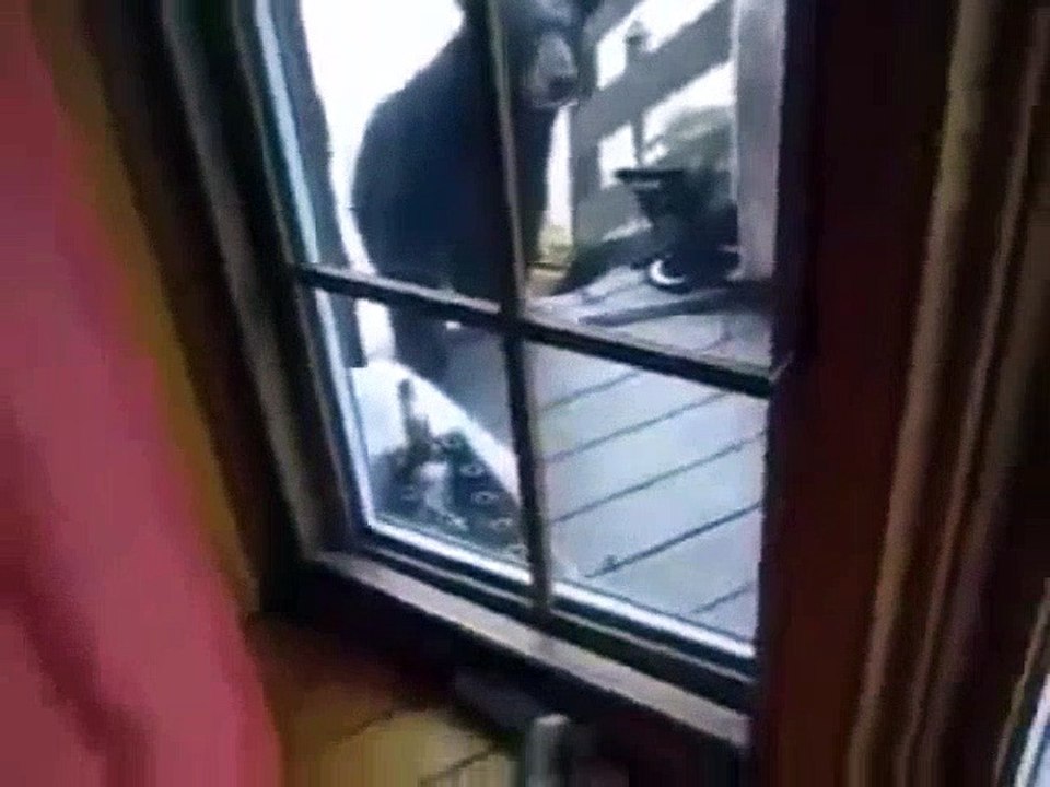 Fearless kitty | Videos Global