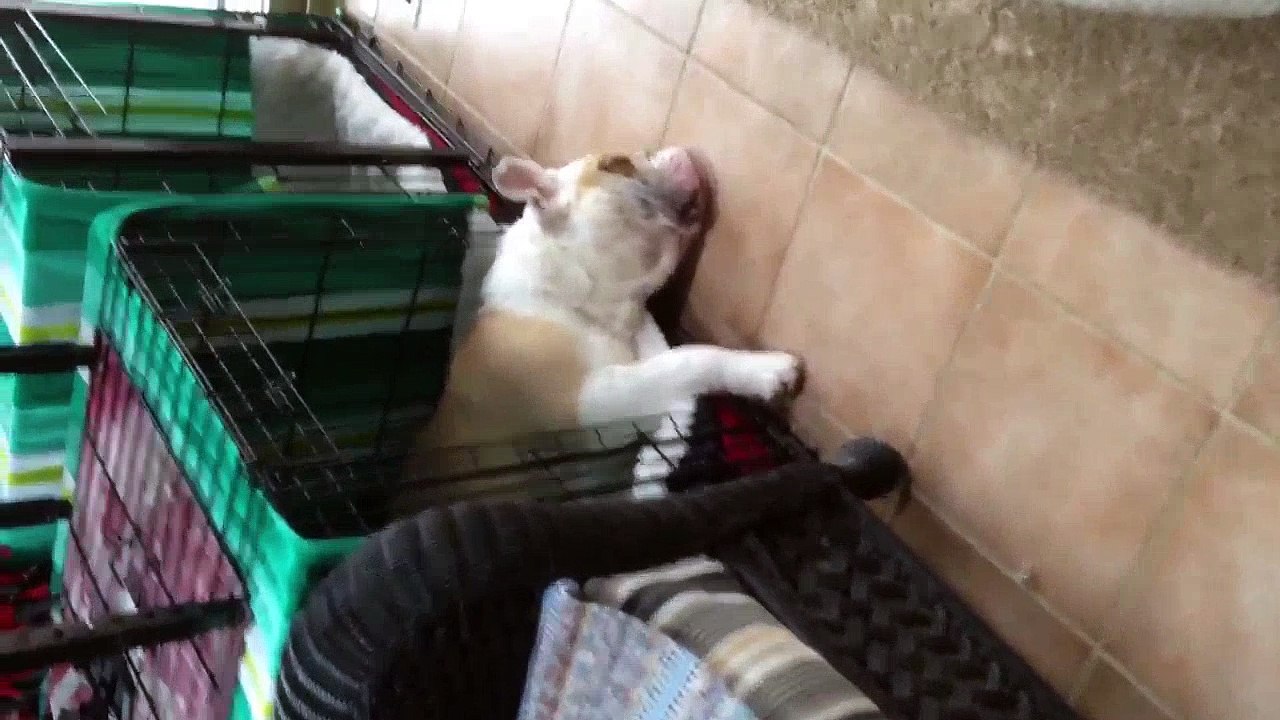 Doggie-Mares | Videos Global