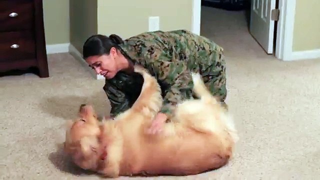 Adorable Golden Retriever Welcomes Marine Home
