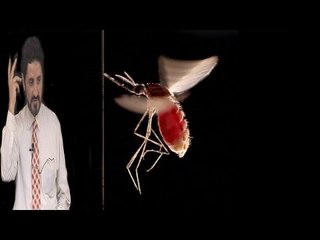 كائن اهلك من البشر اكثر من جميع الكوارث و الحروب  ؟۞ د.عدنان ابراهيم ۞