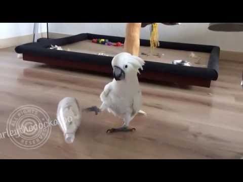 Prancing Cockatoo Picks Fight With Plastic Bottle