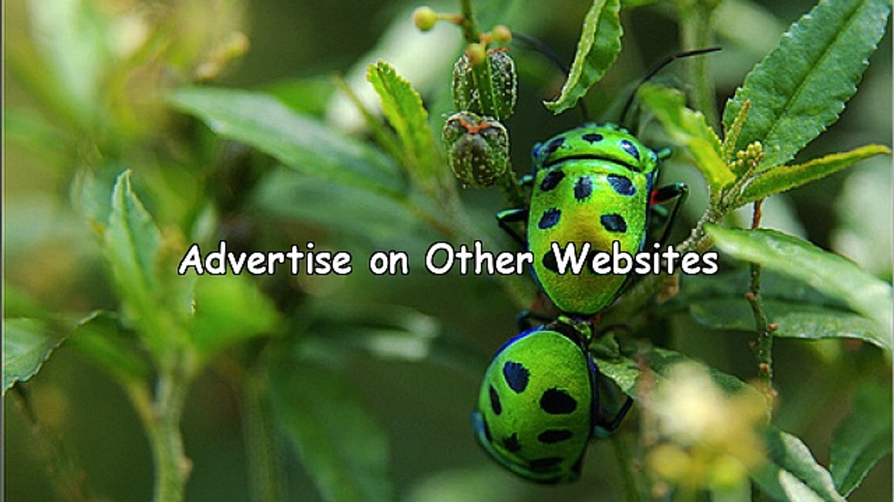 Online Internet Marketing Business For Beginners