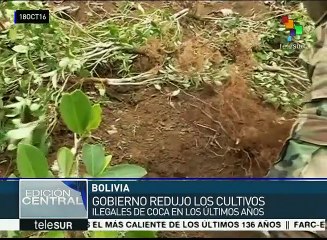 ONU estudia exitoso programa boliviano de lucha contra narcotráfico