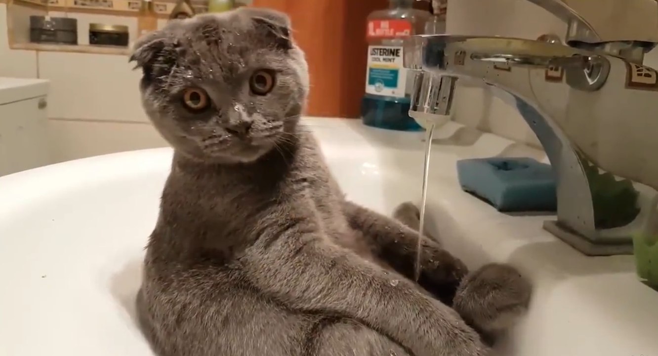 Cet adorable chat va vous faire fondre