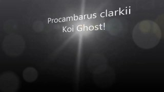Procambarus clarkii Ghost orange