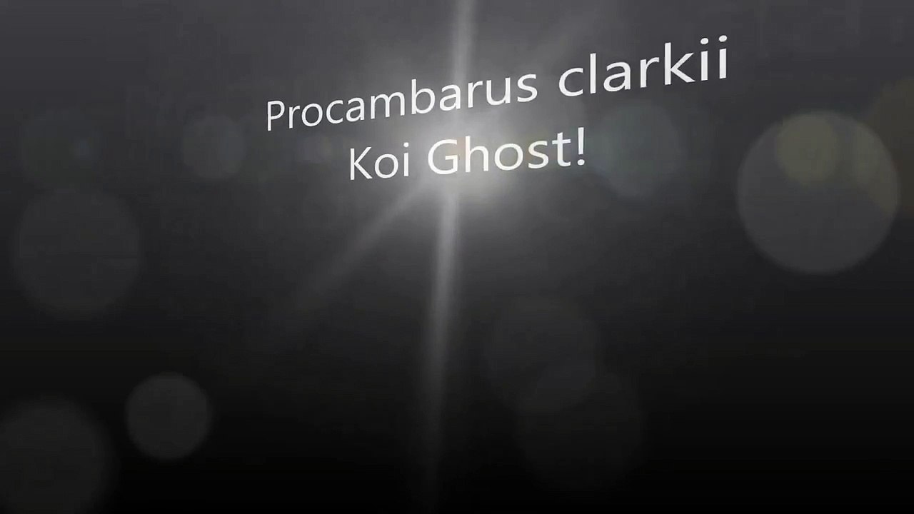 Procambarus clarkii Ghost orange
