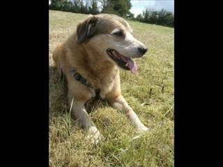 Mes chiens en balade