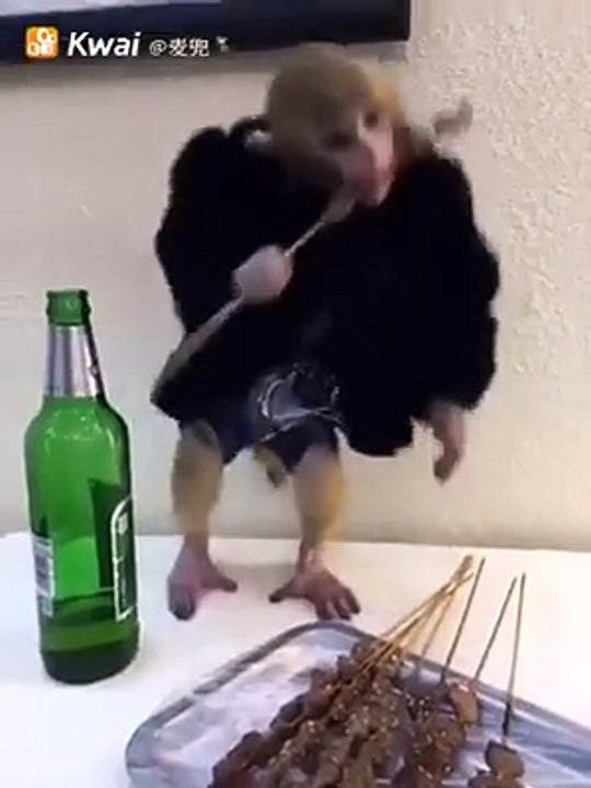 Shocking! Beer drinking Monkey