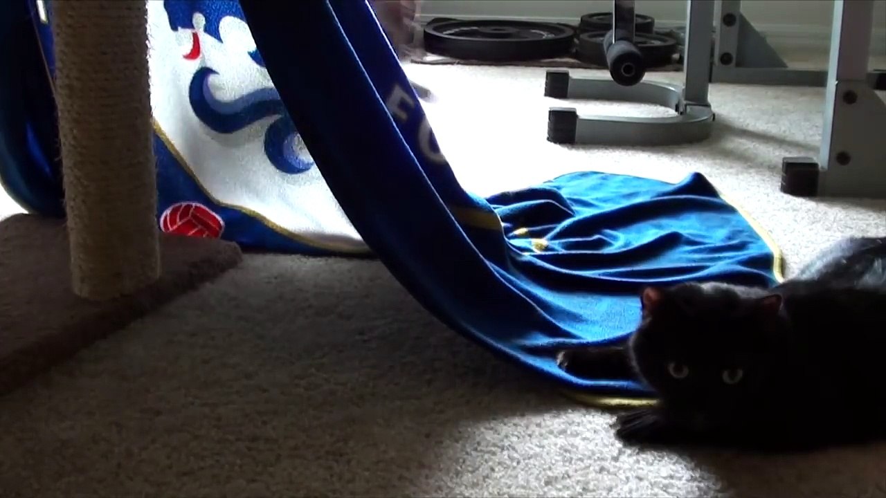 EPIC Cat Fight Compilation!