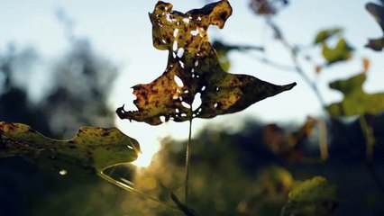 Friction | The Alex Megos Formula: Part 2