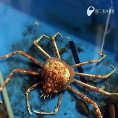 Weird Animals Changing their Covers