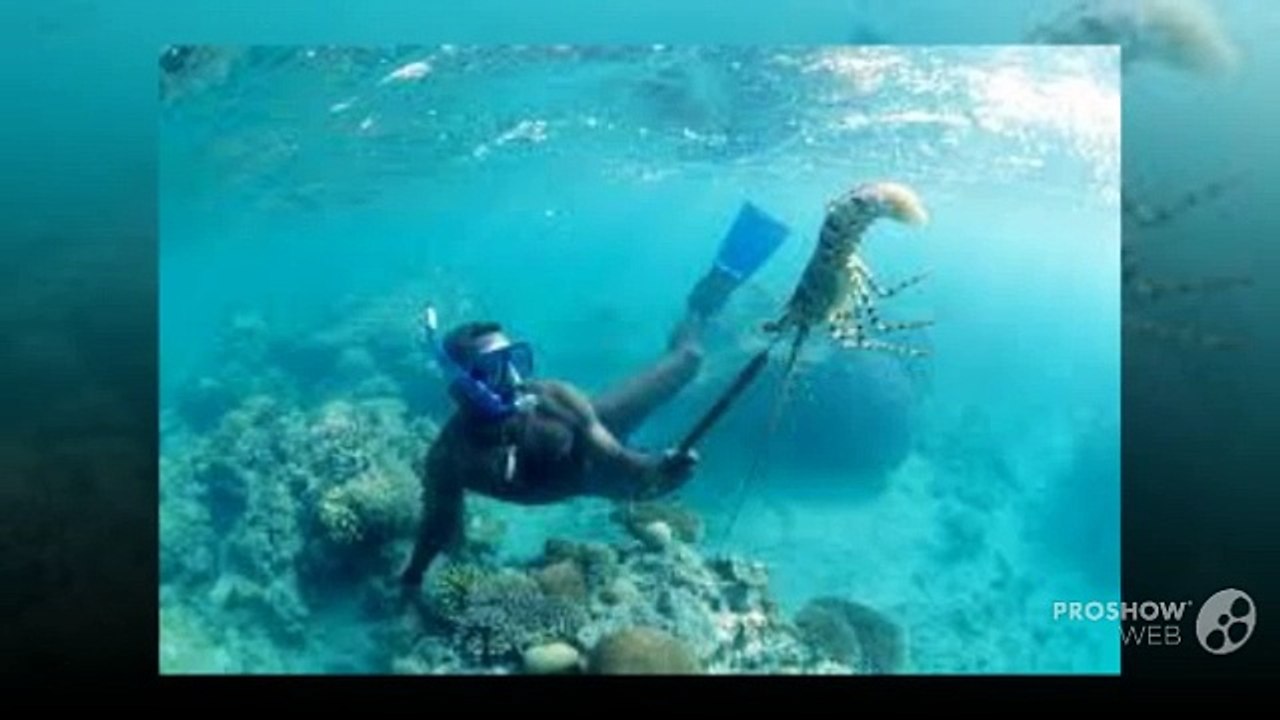 Lobster Diving – Various Things you need to know as a beginner