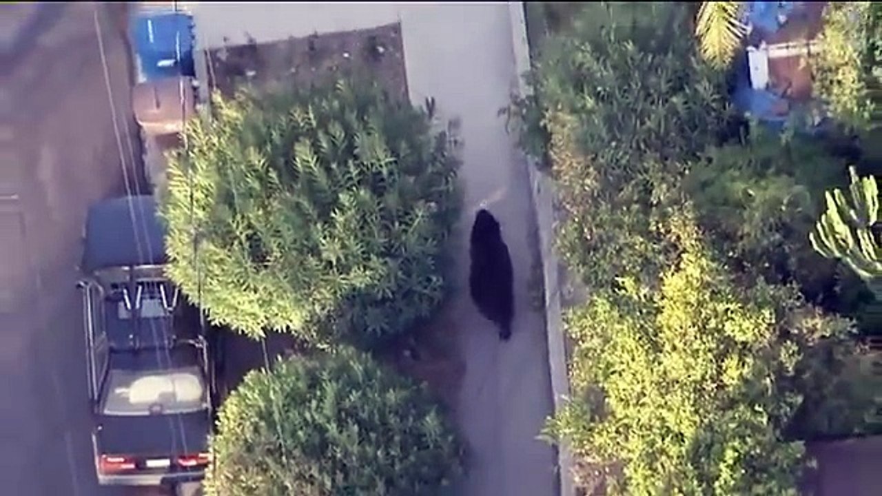 Tomber tête à tête avec un ours pendant un texto sur ton iphone