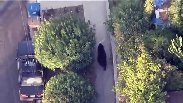 Tomber tête à tête avec un ours pendant un texto sur ton iphone