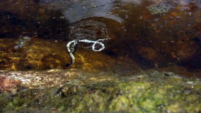 Cet énorme insecte aquatique attaque et tue un serpent !