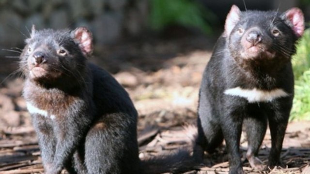 Bilim Adamları Keşfetti, Tazmanya Canavarı Sütü Virüsleri Yeniyor