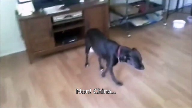 Quand ton chien essaie de t'amadouer avec un sourire!