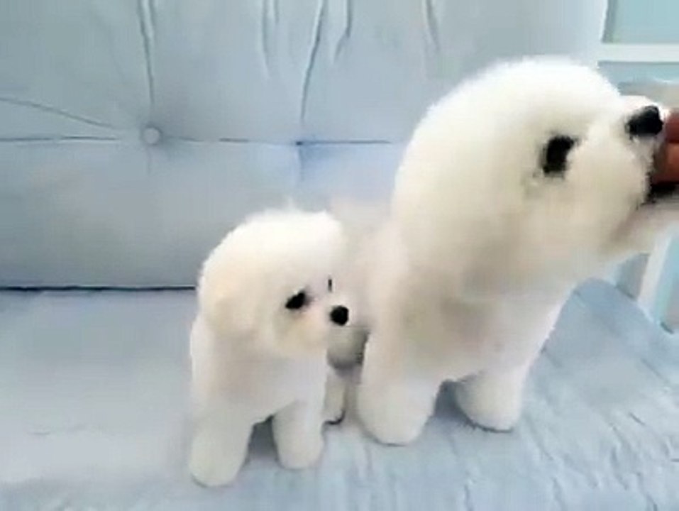 THE WORLD CUTES PET'S