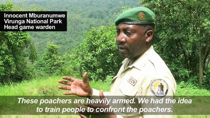 Cuddles and Kalashnikovs: protecting DR Congo's gorillas